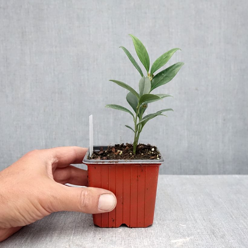 Esemplare di Sarcococca ruscifolia Dragon's gate Vasetto da 8/9 cm come consegnato in autunno