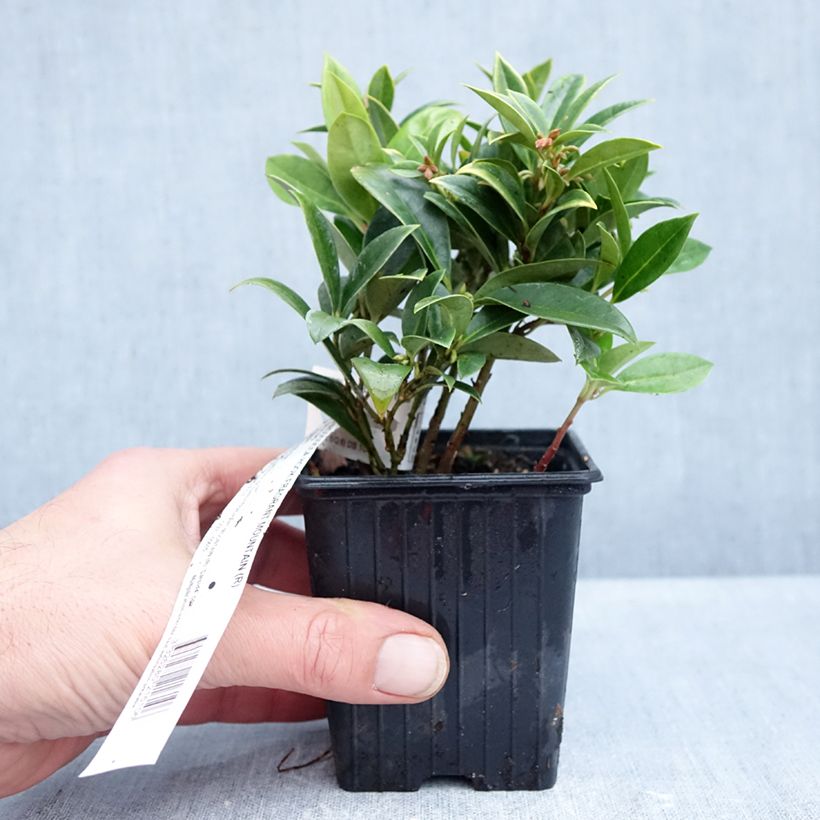 Esemplare di Sarcococca hookeriana var. humilis Fragrant Mountain Vasetto da 8/9 cm come consegnato in autunno