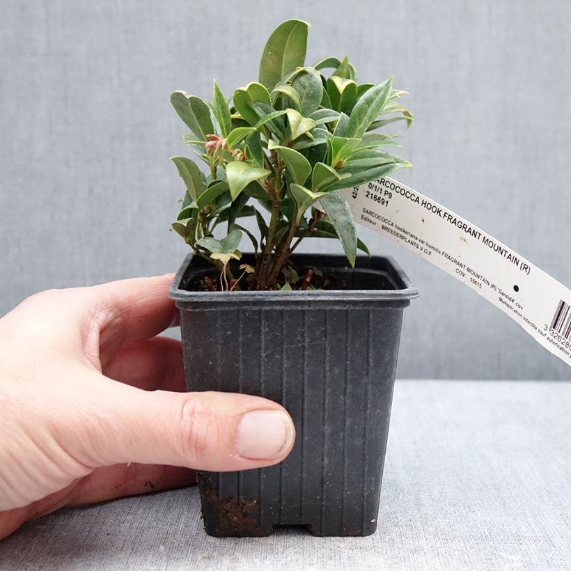 Sarcococca hookeriana var. humilis Fragrant Mountain Vasetto da 8/9 cm esemplare consegnato in inverno