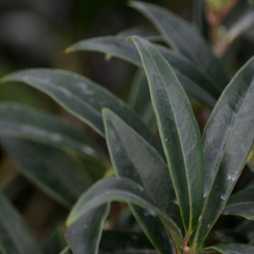 Sarcococca hookeriana var. digyna (Fogliame)