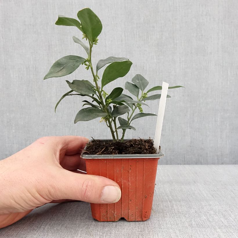 Sarcococca hookeriana var. humilis Vasetto da 8/9 cm esemplare consegnato in inverno