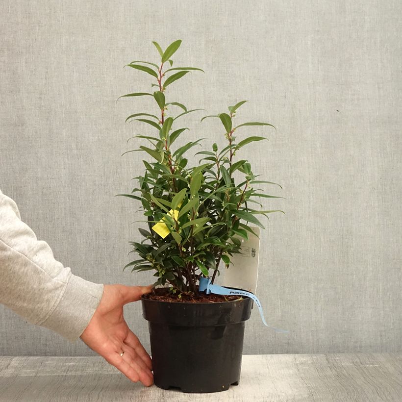 Esemplare di Sarcococca hookeriana var. digyna Purple Gem Vaso da 3L/4L come consegnato in autunno