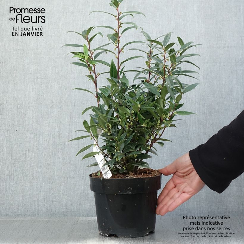 Sarcococca hookeriana var. digyna Purple Gem Vaso da 3L/4L esemplare consegnato in inverno