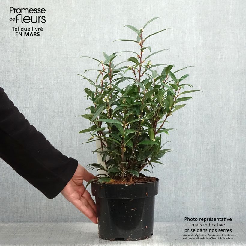 Sarcococca hookeriana var. digyna Purple Gem Vaso da 3L/4L esemplare consegnato in primavera