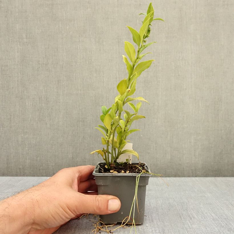 Esemplare di Sarcococca ruscifolia Vasetto da 8/9 cm come consegnato in autunno