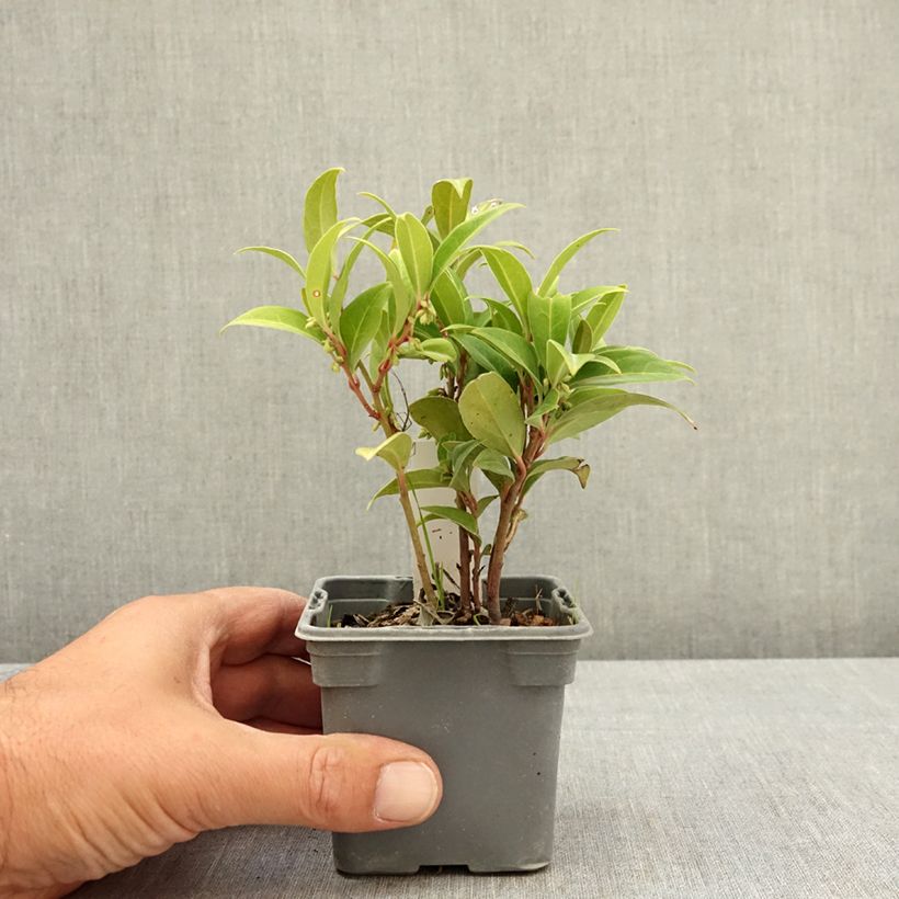 Esemplare di Sarcococca Winter Gem Vasetto da 8/9 cm consegnato in estate
