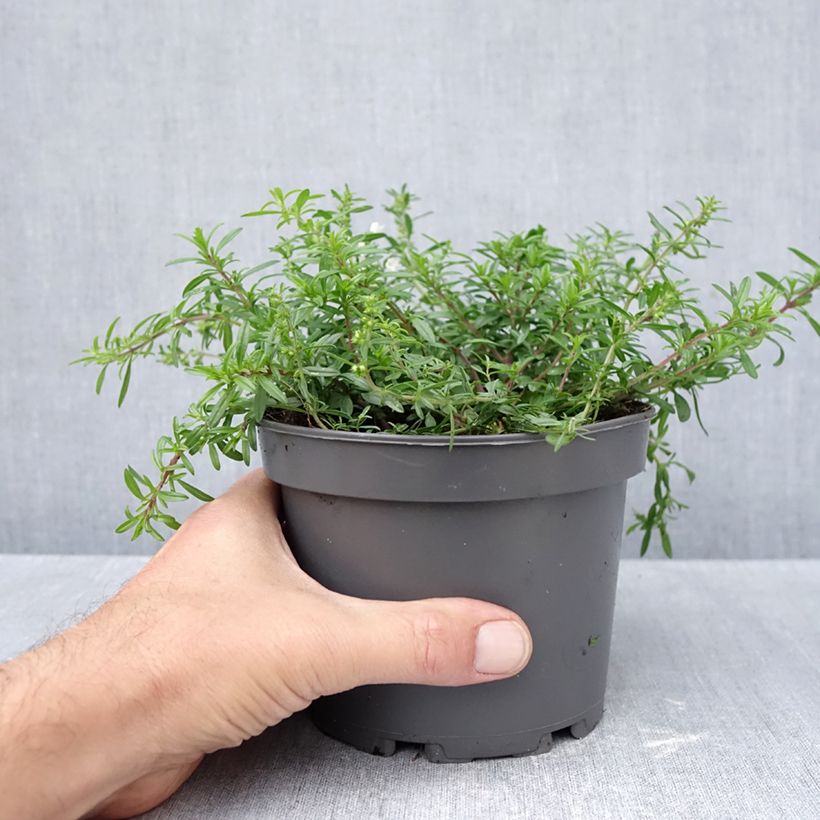 Esemplare di Satureja spicigera - Santoreggia strisciante Vaso da 1,5L/2L come consegnato in autunno