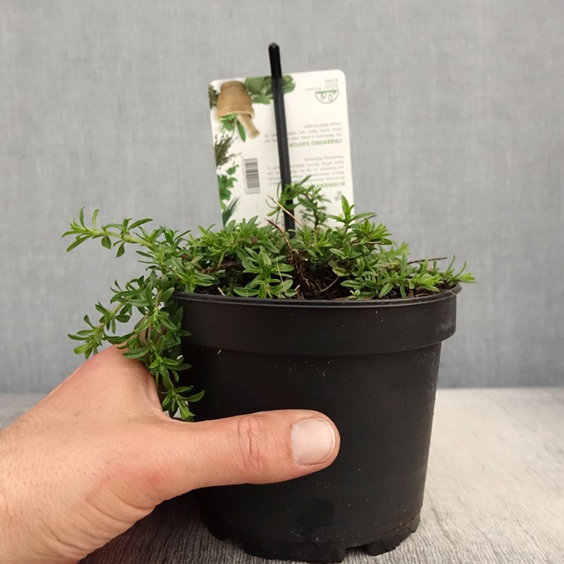 Satureja spicigera - Santoreggia strisciante Vaso da 1,5L/2L esemplare consegnato in primavera