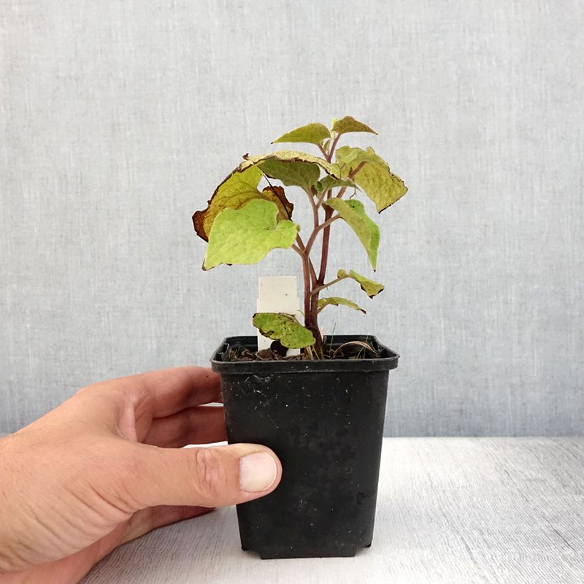 Esemplare di Saruma henryi Vasetto da 8/9 cm consegnato in estate