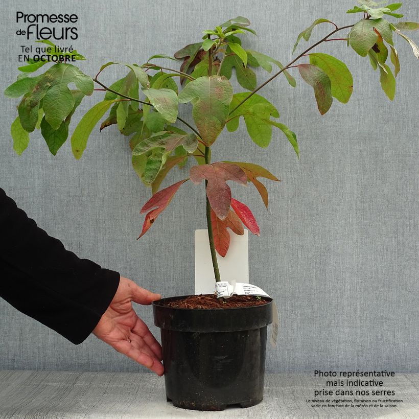 Esemplare di Sassafras albidum - Sassofrasso Vaso da 3L/4L come consegnato in autunno