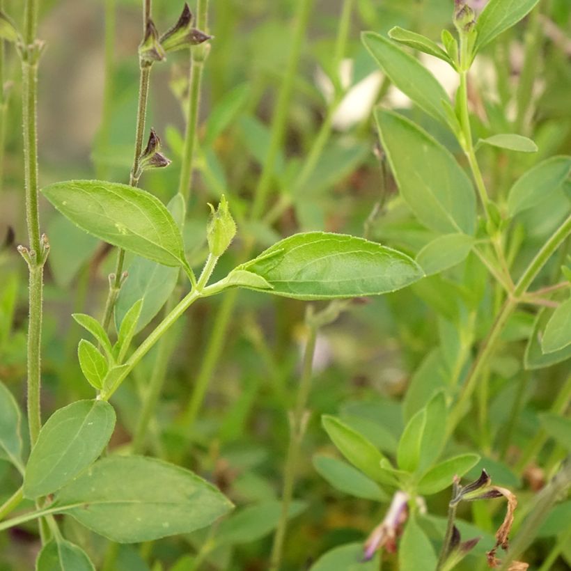 Salvia greggii Amethyst Lips (Fogliame)