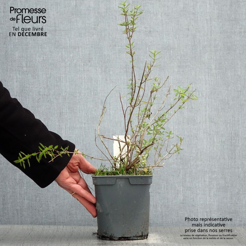 Salvia greggii Amethyst Lips Vaso da 2L/3L esemplare consegnato in inverno