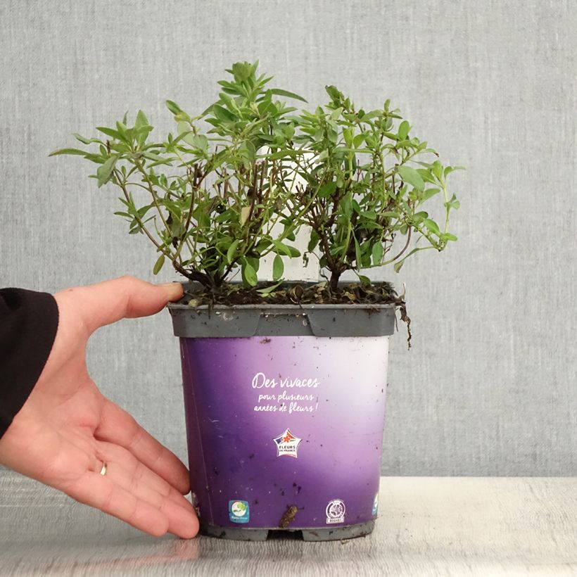 Salvia greggii Amethyst Lips Vaso da 2L/3L esemplare consegnato in primavera