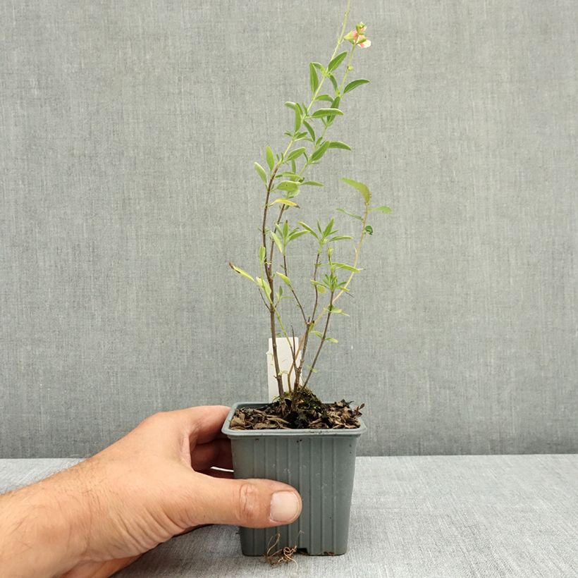 Esemplare di Salvia jamensis Belle de Loire - Salvia arbustiva Vasetto da 8/9 cm consegnato in estate