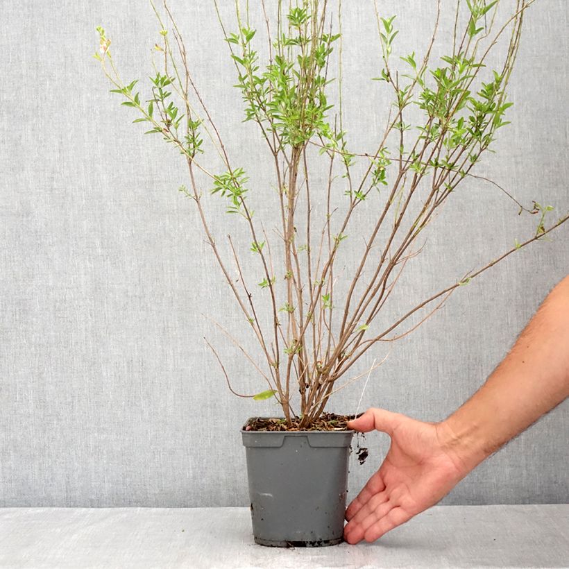 Esemplare di Salvia jamensis Belle de Loire - Salvia arbustiva Vaso da 2L/3L consegnato in estate