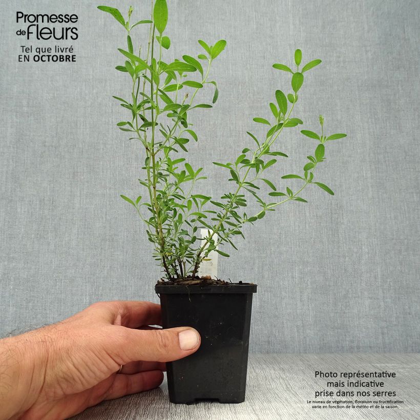 Esemplare di Salvia microphylla Blue Note - Salvia arbustiva Vasetto da 8/9 cm come consegnato in autunno