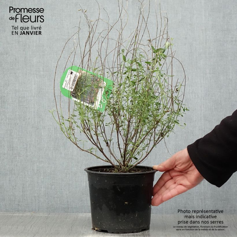 Salvia microphylla Blue Note - Salvia arbustiva Vaso da 2L/3L esemplare consegnato in inverno