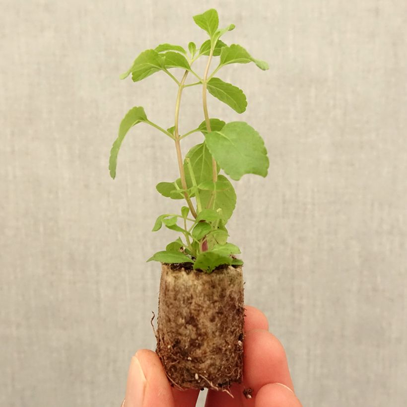 Salvia microphylla Cerro Potosi - Salvia arbustiva mini zolla... esemplare consegnato in primavera