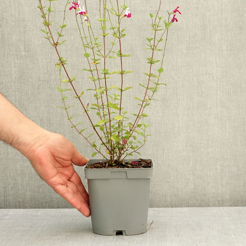 Salvia greggii Cherry Lips Vaso da 2L/3L esemplare consegnato in primavera