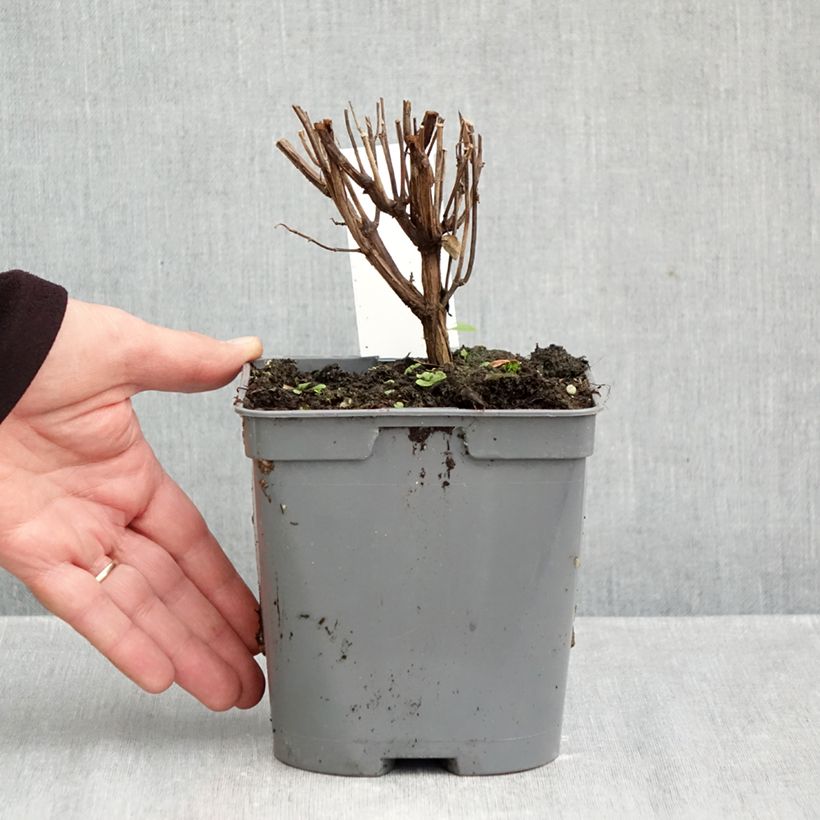 Esemplare di Salvia jamensis Flammenn - Salvia arbustiva Vaso da 2L/3L come consegnato in autunno