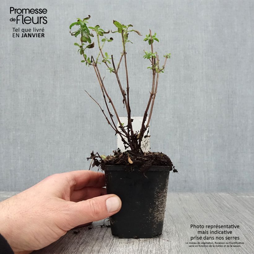 Salvia microphylla Gletsjer - Salvia arbustiva Vasetto da 8/9 cm esemplare consegnato in inverno