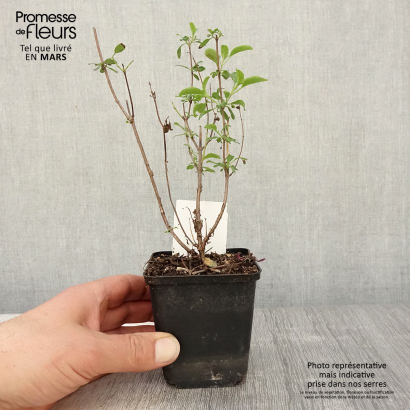 Salvia microphylla Gletsjer - Salvia arbustiva Vasetto da 8/9 cm esemplare consegnato in primavera