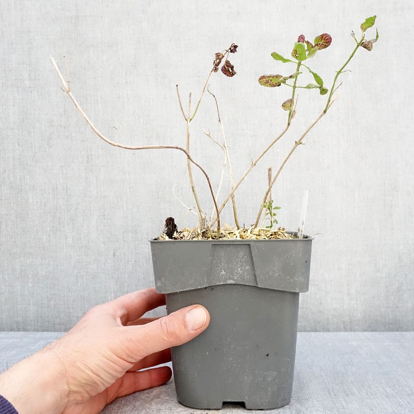 Salvia microphylla Gletsjer - Salvia arbustiva Vaso da 2L/3L esemplare consegnato in primavera