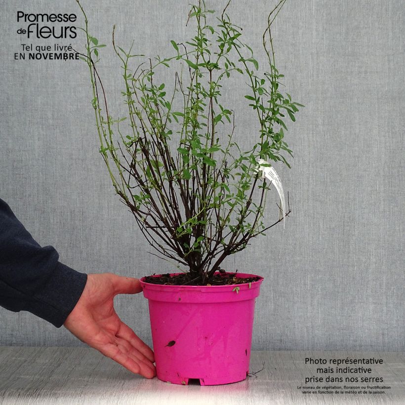 Esemplare di Salvia greggii Icing Sugar Vaso da 2L/3L come consegnato in autunno