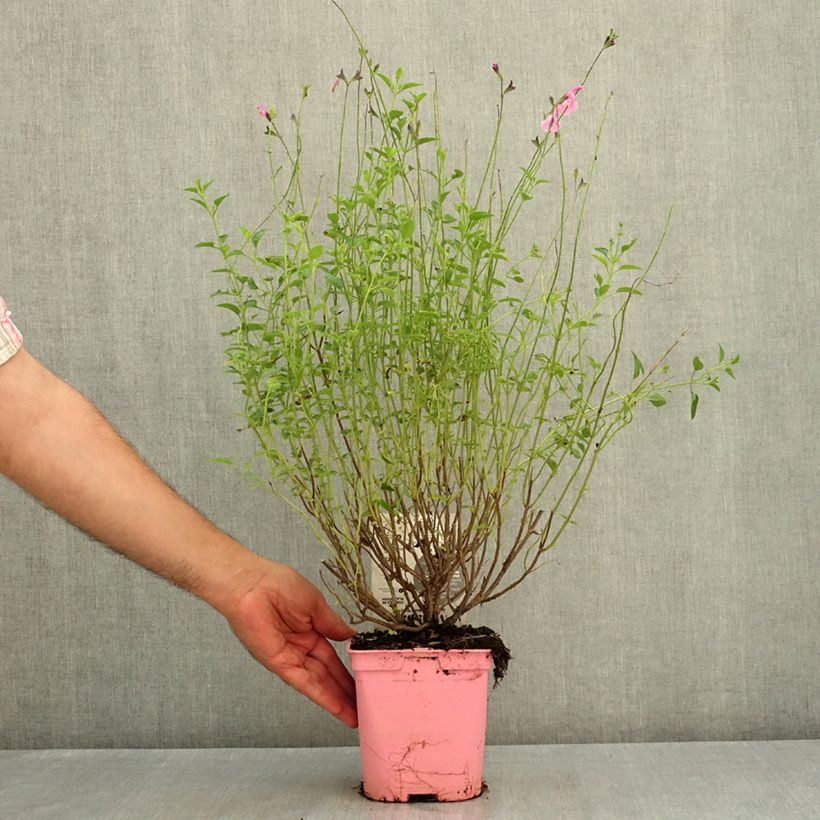 Esemplare di Salvia jamensis Malabar - Salvia arbustiva Vaso da 2L/3L consegnato in estate