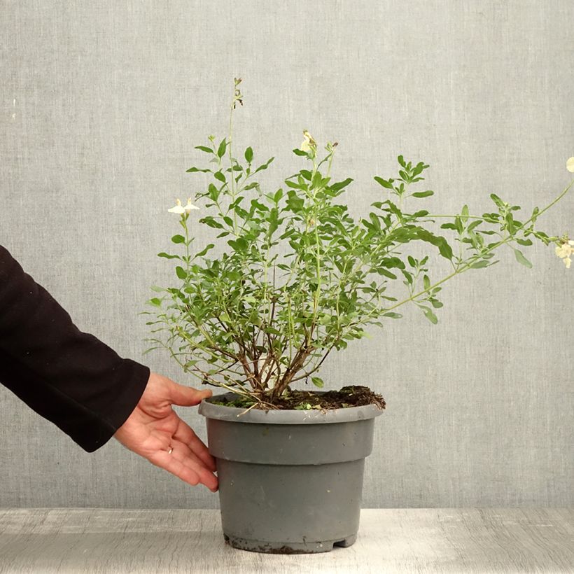 Esemplare di Salvia jamensis Melen - Salvia arbustiva Vaso da 4L/5L come consegnato in autunno