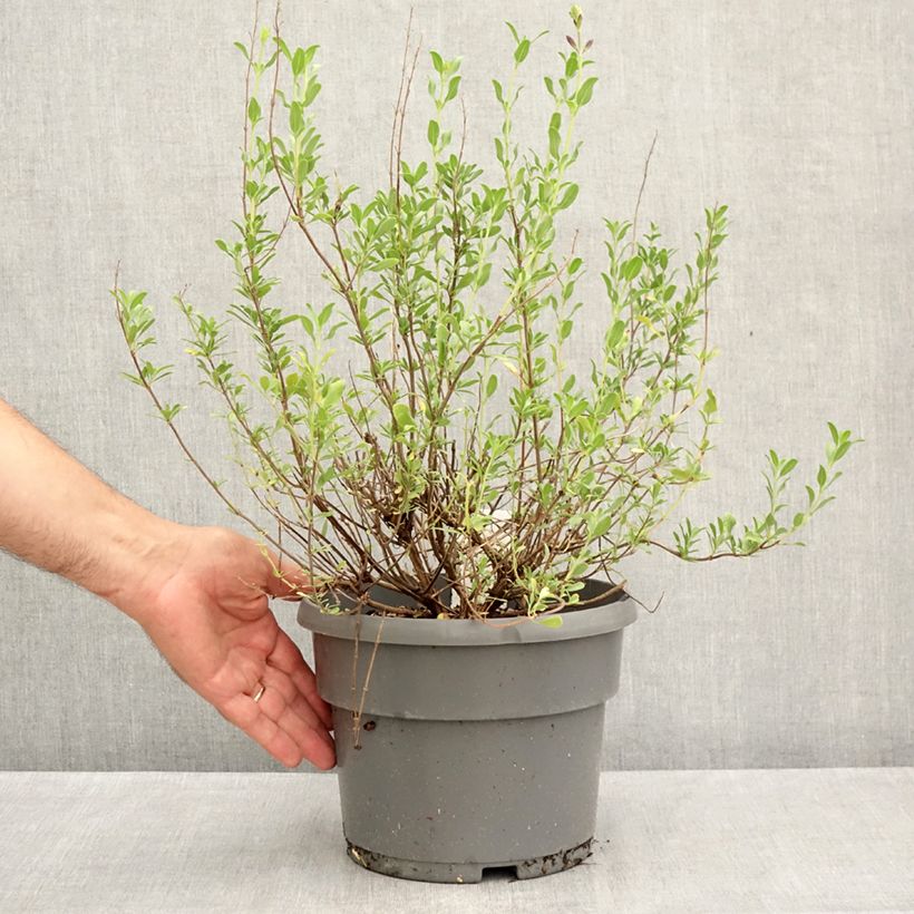 Esemplare di Salvia jamensis Melen - Salvia arbustiva Vaso da 4L/5L consegnato in estate