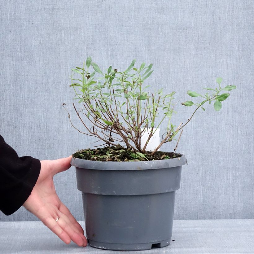 Salvia jamensis Melen - Salvia arbustiva Vaso da 4L/5L esemplare consegnato in inverno