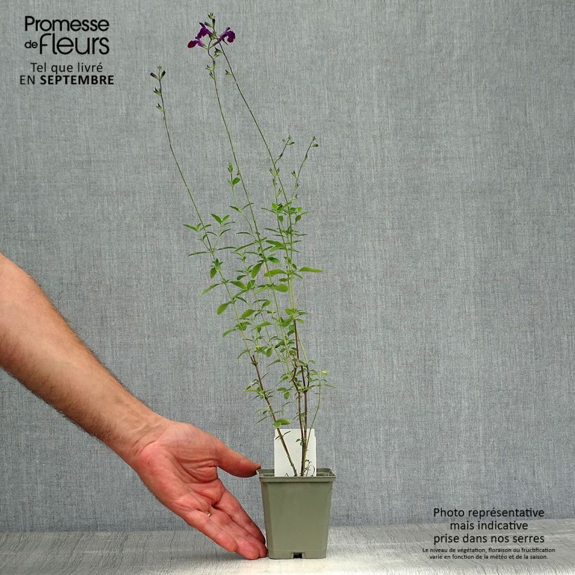 Esemplare di Salvia microphylla Nachtvlinder - Salvia arbustiva Vasetto da 8/9 cm come consegnato in autunno