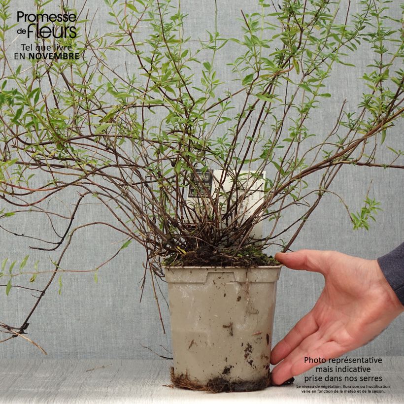 Esemplare di Salvia microphylla Nachtvlinder - Salvia arbustiva Vaso da 2L/3L come consegnato in autunno