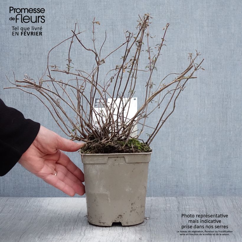 Salvia microphylla Nachtvlinder - Salvia arbustiva Vaso da 2L/3L esemplare consegnato in inverno