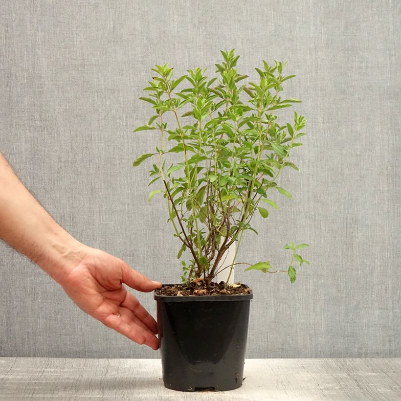 Salvia microphylla Nachtvlinder - Salvia arbustiva Vaso da 2L/3L esemplare consegnato in primavera