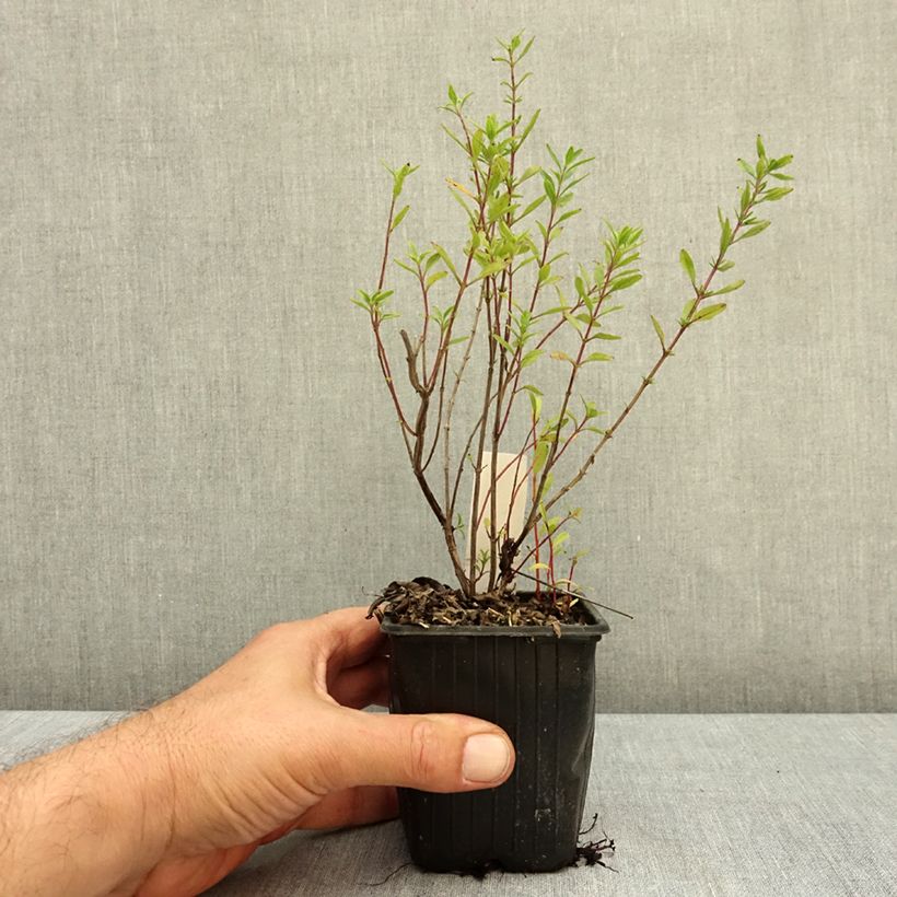Esemplare di Salvia Oriental Dove - Salvia arbustiva Vasetto da 8/9 cm come consegnato in autunno