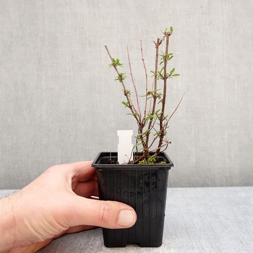 Salvia Oriental Dove - Salvia arbustiva Vasetto da 8/9 cm esemplare consegnato in inverno