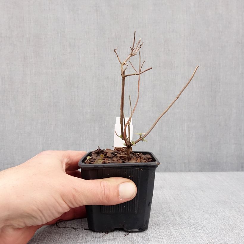 Salvia microphylla Pink Lips - Salvia arbustiva Vasetto da 8/9 cm esemplare consegnato in inverno