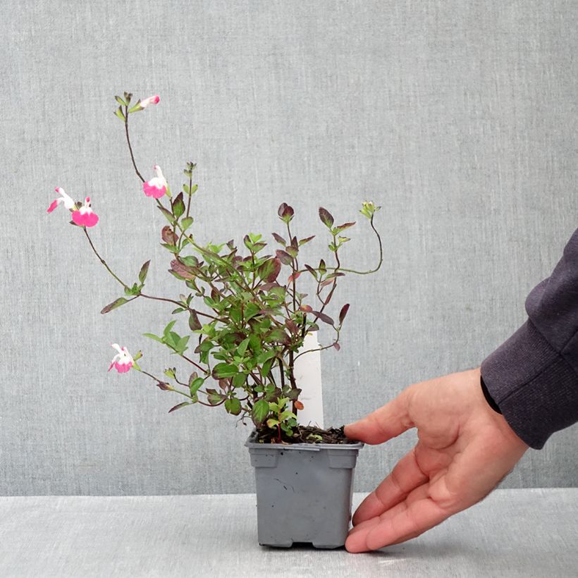 Esemplare di Salvia microphylla Pink Lips - Salvia arbustiva Vasetto da 8/9 cm come consegnato in autunno