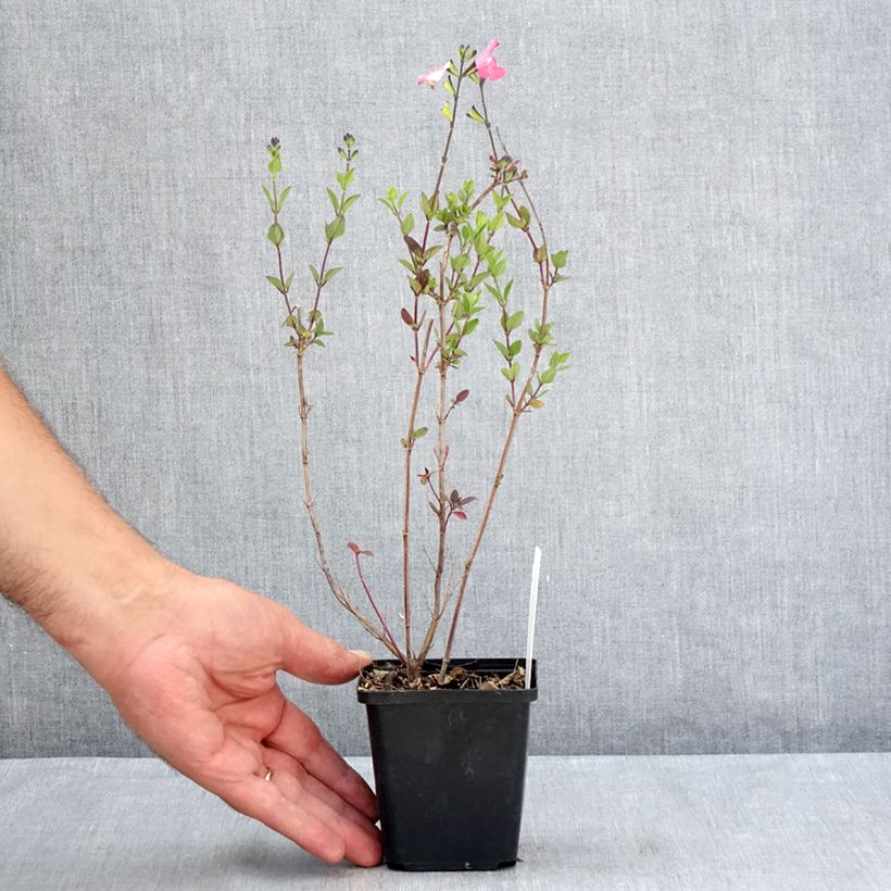 Esemplare di Salvia microphylla Pink Lips - Salvia arbustiva Vasetto da 8/9 cm consegnato in estate