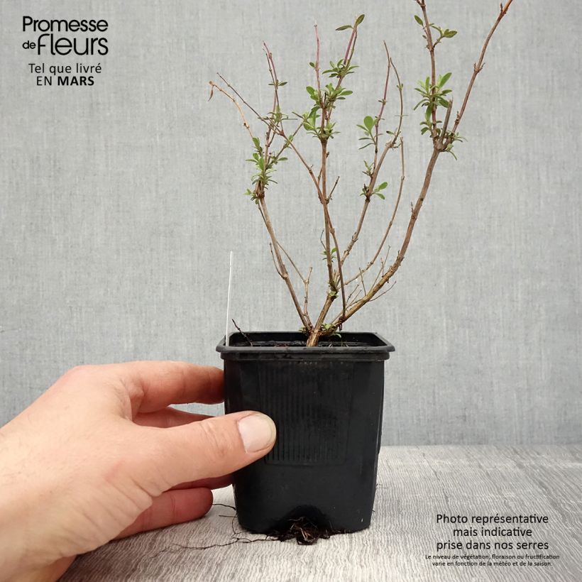 Salvia jamensis Reve Rouge - Salvia arbustiva Vasetto da 8/9 cm esemplare consegnato in primavera