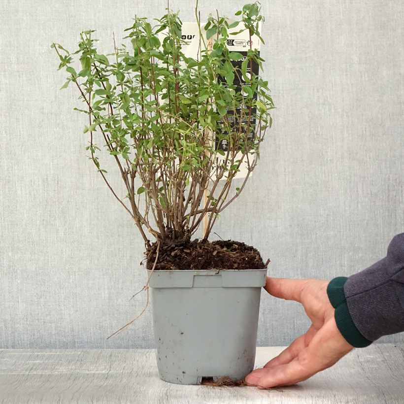 Esemplare di Salvia jamensis Reve Rouge - Salvia arbustiva Vaso da 2L/3L come consegnato in autunno