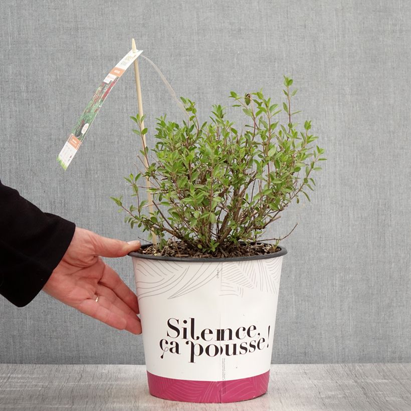 Salvia jamensis Reve Rouge - Salvia arbustiva Vaso da 4L/5L esemplare consegnato in primavera