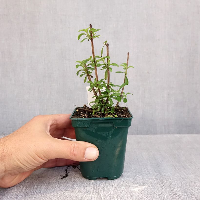Esemplare di Salvia greggii Mirage Burgundy Vasetto da 8/9 cm come consegnato in autunno