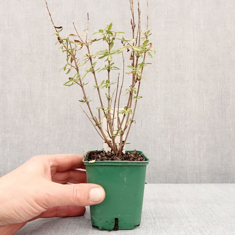 Salvia greggii Mirage Burgundy Vasetto da 8/9 cm esemplare consegnato in inverno