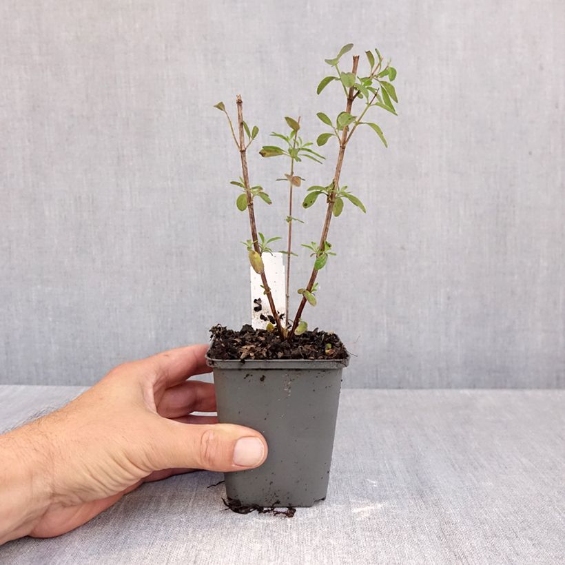 Esemplare di Sauge arbustive - Salvia greggii Mirage Violet Godet de 8/9 cm come consegnato in autunno
