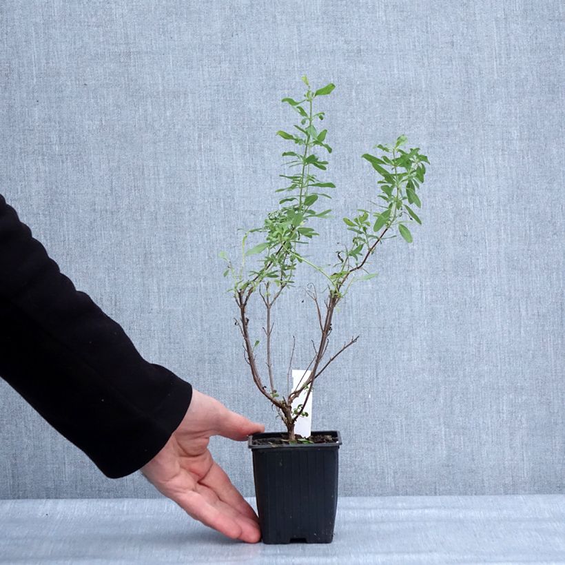 Salvia greggii Sungold Vasetto da 8/9 cm esemplare consegnato in inverno