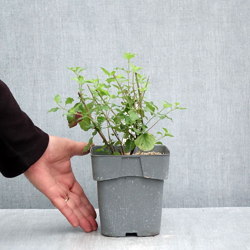 Esemplare di Salvia microphylla grahamii Hot Lips - Salvia arbustiva Vaso da 2L/3L come consegnato in autunno