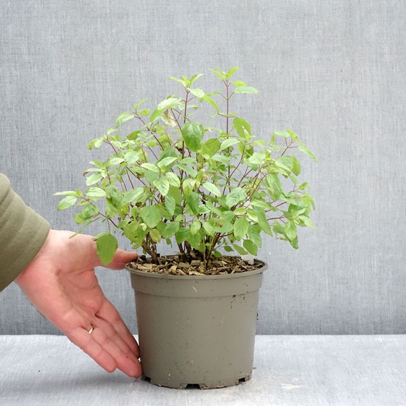 Salvia microphylla grahamii Hot Lips - Salvia arbustiva Vaso da 2L/3L esemplare consegnato in inverno